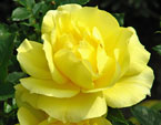Жёлтые розы Mabella. 
Размер: 720x864. 
Размер файла: 521.68 КБ