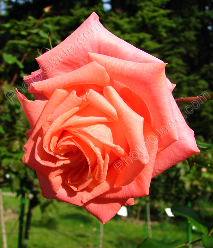 Крупная роза цвета лососины.