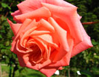 Крупная роза цвета лососины. 
Размер: 720x837. 
Размер файла: 530.51 КБ