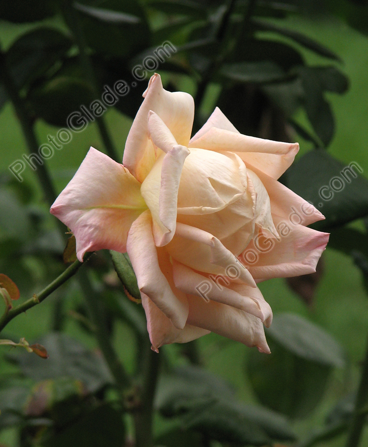 Кремовая роза Эмми селекции Никитского сада.