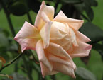 Кремовая роза Эмми селекции Никитского сада. 
Размер: 720x875. 
Размер файла: 452.86 КБ