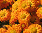 Мелкоцветковые хризантемы Золотая Рыбка. 
Размер: 720x723. 
Размер файла: 585.22 КБ