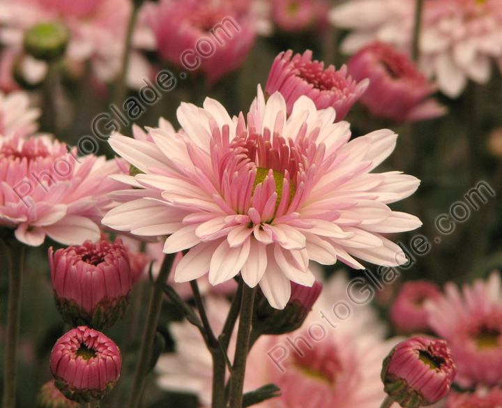 Цветок хризантемы Леди Ди.