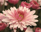Цветок хризантемы Леди Ди. 
Размер: 720x585. 
Размер файла: 336.58 КБ