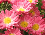 Розовые бордюрные хризантемы. 
Размер: 720x908. 
Размер файла: 732.27 КБ