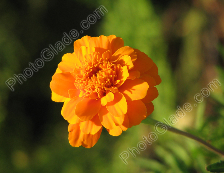Ярко-оранжевый цветок Аврора Оранж (Aurora Orange)