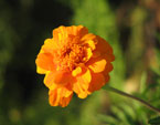 Ярко-оранжевый цветок Аврора Оранж (Aurora Orange) 
Размер: 720x557. 
Размер файла: 277.03 КБ
