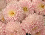 Махровые цветы хризантемы Славяночка. 
Размер: 720x993. 
Размер файла: 820.24 КБ