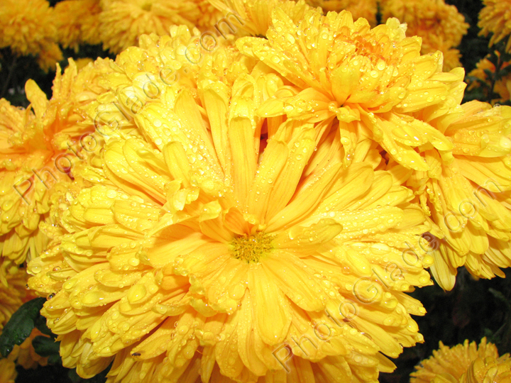 Раскрытый цветок хризантемы Bornholm.
