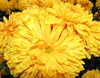 Раскрытый цветок хризантемы Bornholm. 
Размер: 720x540. 
Размер файла: 467.95 КБ