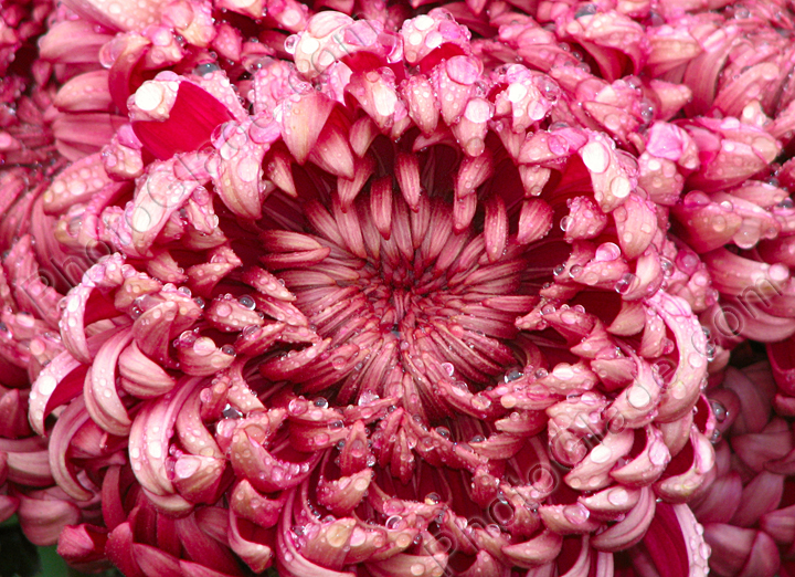 Цветок хризантемы Demurral Red крупным планом.