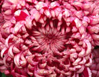 Цветок хризантемы Demurral Red крупным планом. 
Размер: 720x522. 
Размер файла: 513.02 КБ