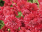 Тёмно-красные хризантемы Вишнёвый Сад. 
Размер: 720x539. 
Размер файла: 582.47 КБ