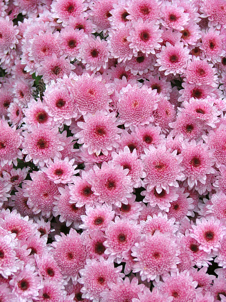 Ковёр из розовых мелкоцветковых хризантем Таргет (Target).