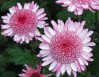 Крупноцветковые хризантемы Розовые Мечты. 
Размер: 720x620. 
Размер файла: 551.70 КБ