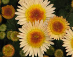 Расцветающие хризантемы Русское Поле. 
Размер: 720x839. 
Размер файла: 570.37 КБ
