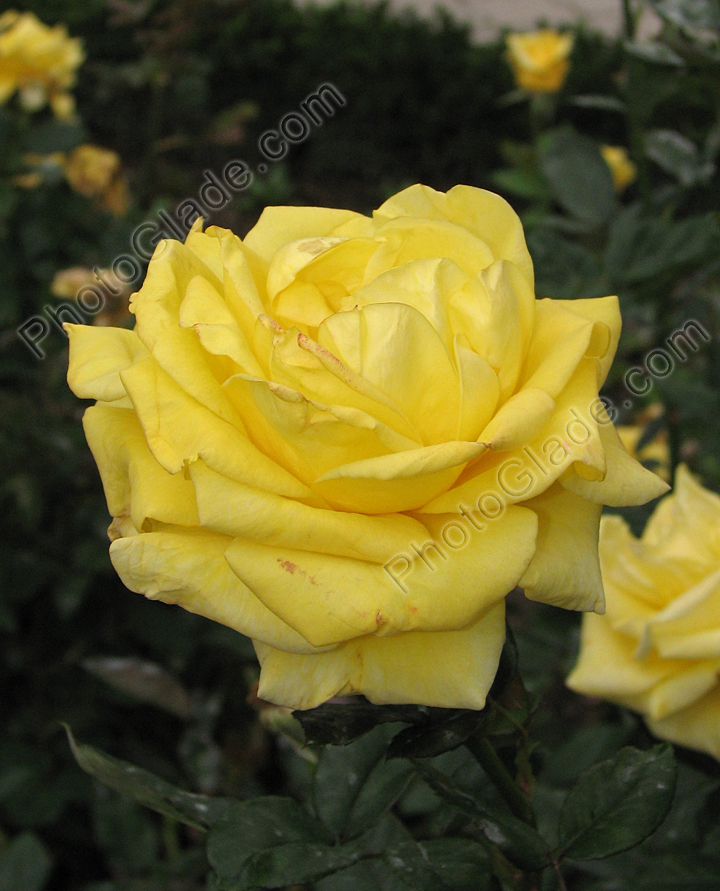 Жёлтая роза из коллекции Никитского сада.