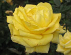Жёлтая роза из коллекции Никитского сада. 
Размер: 720x891. 
Размер файла: 530.49 КБ