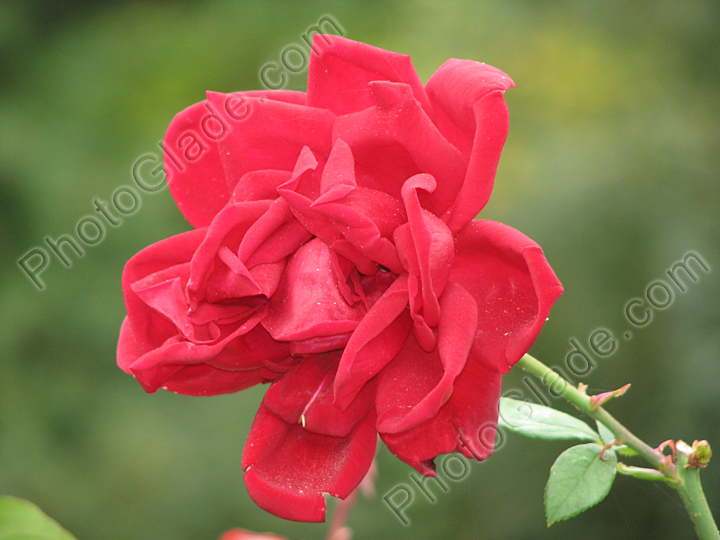 Алая роза - символ любви.