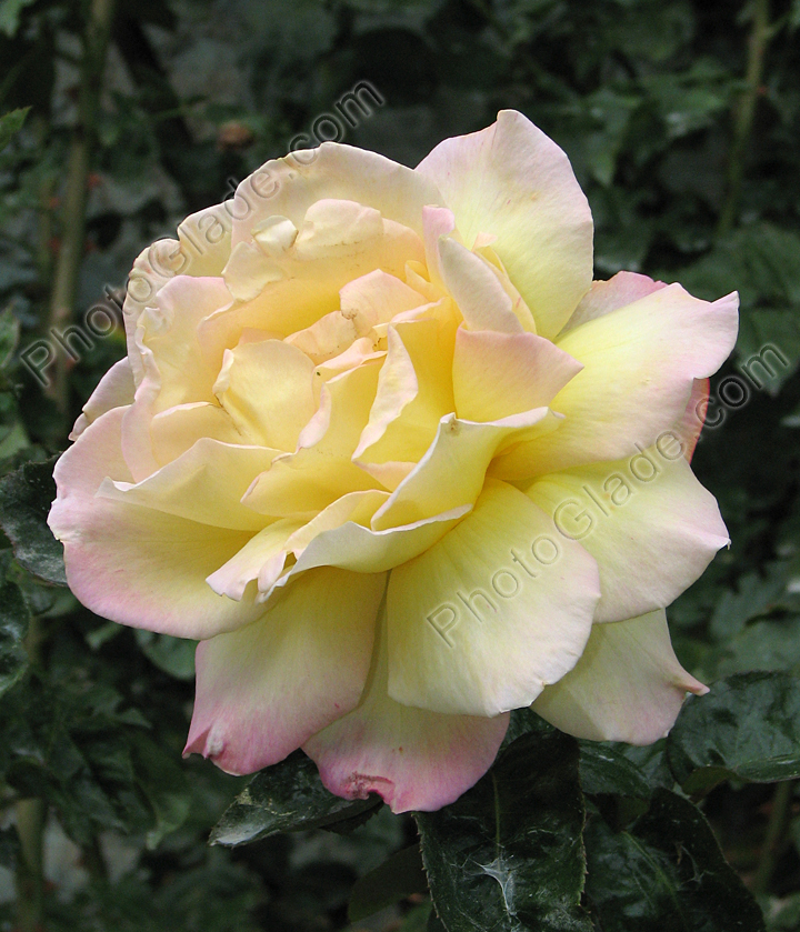 Бледно-жёлтая роза Пис (Peace).