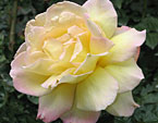 Бледно-жёлтая роза Пис (Peace). 
Размер: 720x839. 
Размер файла: 525.56 КБ
