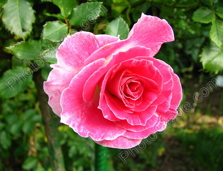 Расцветающая розовая роза с белым бликом на лепестках.