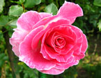 Расцветающая розовая роза с белым бликом на лепестках. 
Размер: 720x551. 
Размер файла: 420.04 КБ