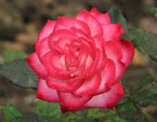 Бело-алая осенняя роза. 
Размер: 720x904. 
Размер файла: 595.15 КБ