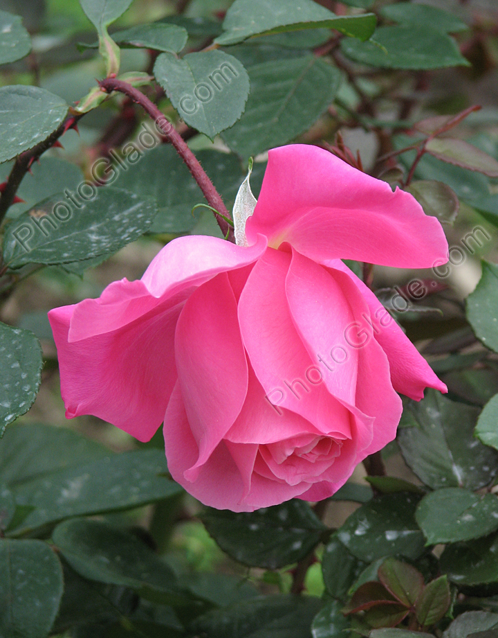 Розовая роза сорта Феодосийская Красавица.