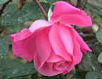 Розовая роза сорта Феодосийская Красавица. 
Размер: 720x921. 
Размер файла: 597.52 КБ