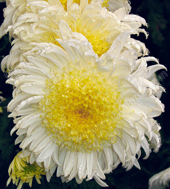 Белая хризантема Andree Rose.