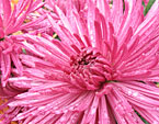 Цветок хризантемы Anastasia Lilac. 
Размер: 720x827. 
Размер файла: 711.56 КБ