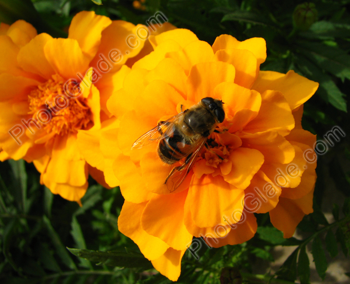 Пчела на цветке бархатца Аврора Оранж (Aurora Orange).