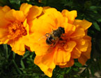 Пчела на цветке бархатца Аврора Оранж (Aurora Orange). 
Размер: 720x585. 
Размер файла: 325.21 КБ