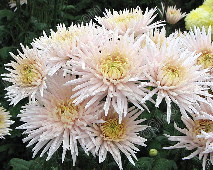 Белые хризантемы Дива.