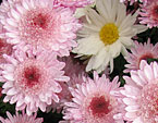 Хризантемы: розовые Альфа и белые Касса (Cassa). 
Размер: 720x878. 
Размер файла: 865.05 КБ