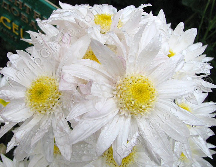 Снежно-белые цветы хризантемы Graceland.