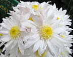 Снежно-белые цветы хризантемы Graceland. 
Размер: 720x555. 
Размер файла: 448.00 КБ