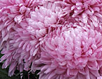 Пушистые розовые хризантемы Резюме (Resume). 
Размер: 720x902. 
Размер файла: 809.59 КБ