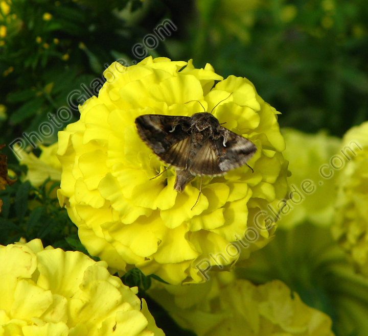 Бабочка на цветах ярко-желтых чернобривцев.