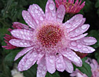 Розовый цветок хризантемы Поле Чудес. 
Размер: x. 
Размер файла: 0.00 КБ