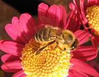 Пчела на красной хризантеме. 
Размер: x. 
Размер файла: 0.00 КБ