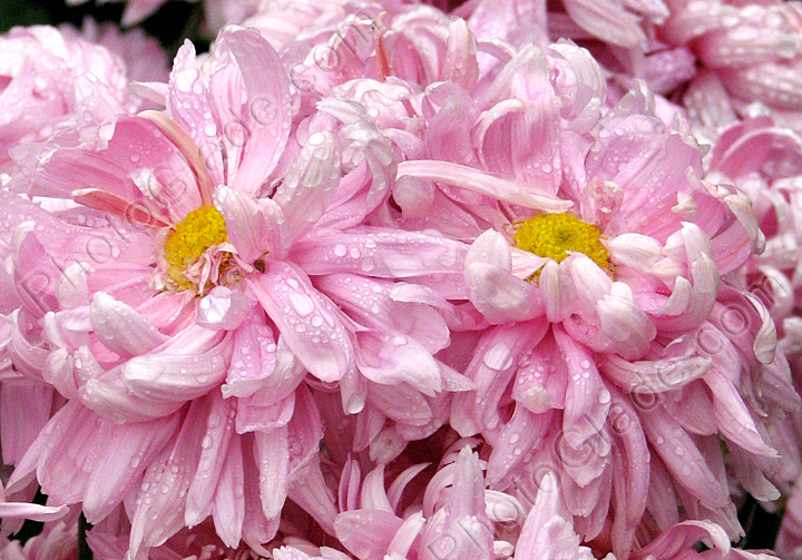 Розовые хризантемы Парад в Никитском саду.