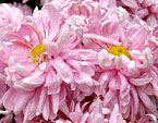 Розовые хризантемы Парад в Никитском саду. 
Размер: 720x503. 
Размер файла: 450.51 КБ