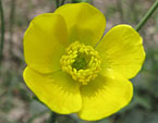 Жёлтый цветок анемона. 
Размер: 720x595. 
Размер файла: 380.02 КБ