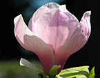 Цветок розовой магнолии из Никитского сада. 
Размер: 720x882. 
Размер файла: 581.46 КБ