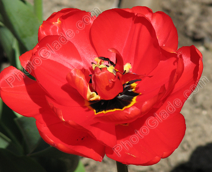 Красный махровый тюльпан Apeldoorn's Favourite. 