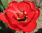 Красный махровый тюльпан Apeldoorn
