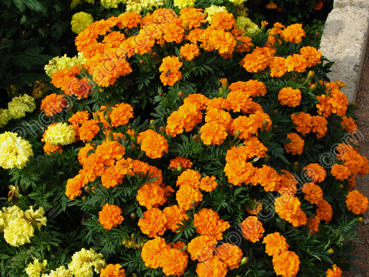 Куст оранжевых чернобривцев Аврора Оранж (Aurora Orange).