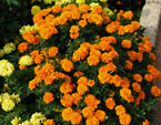 Куст оранжевых чернобривцев Аврора Оранж (Aurora Orange). 
Размер: 720x540. 
Размер файла: 581.00 КБ